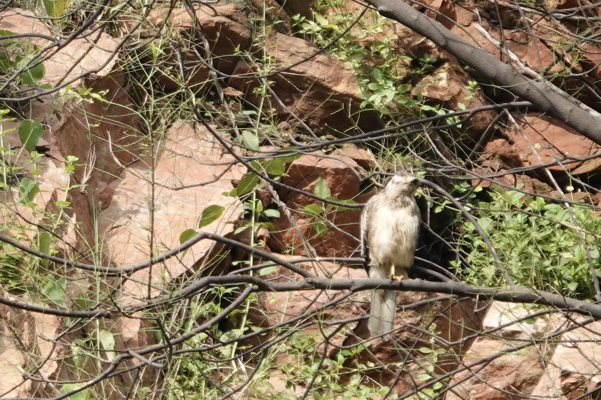 White-eyed Buzzard - ML641688054