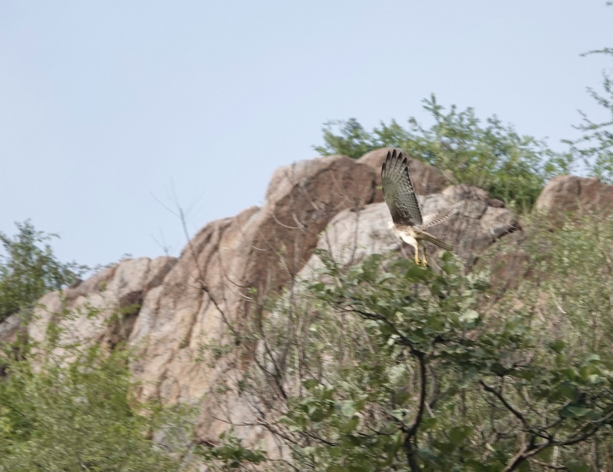 White-eyed Buzzard - ML641688055