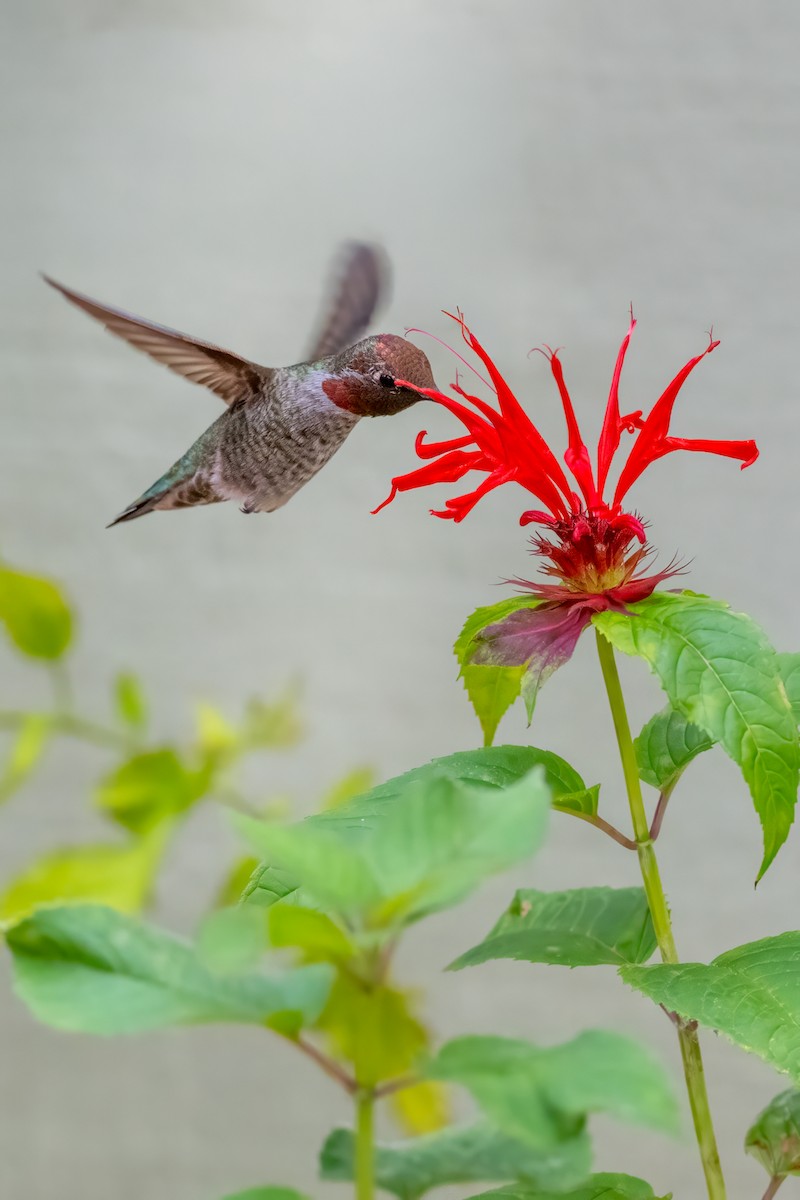 Anna's Hummingbird - ML641688068