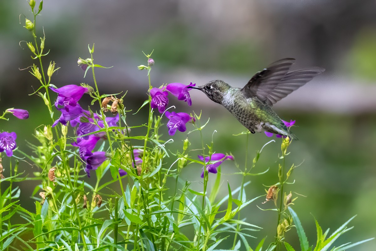 Anna's Hummingbird - ML641688069