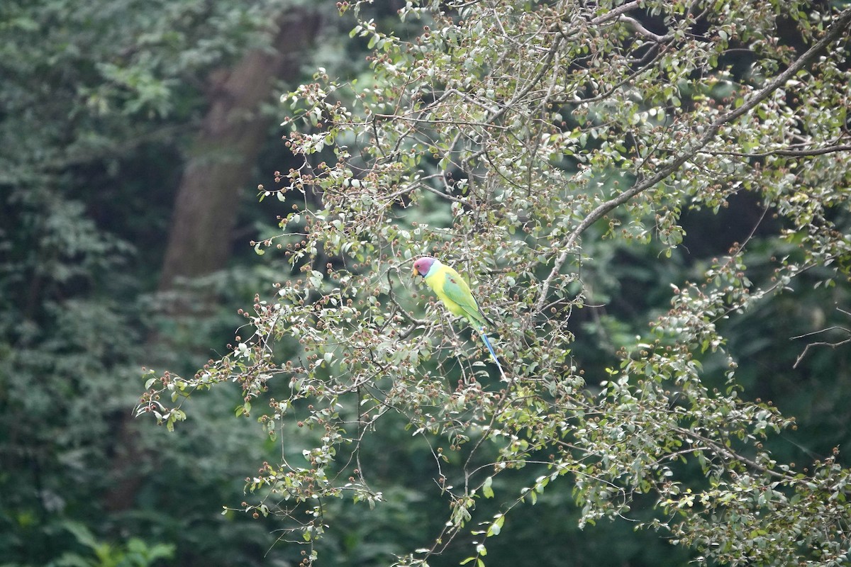 Plum-headed Parakeet - ML641688071