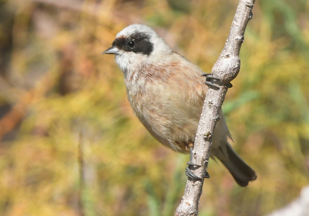 Dilindaria - ML641688073
