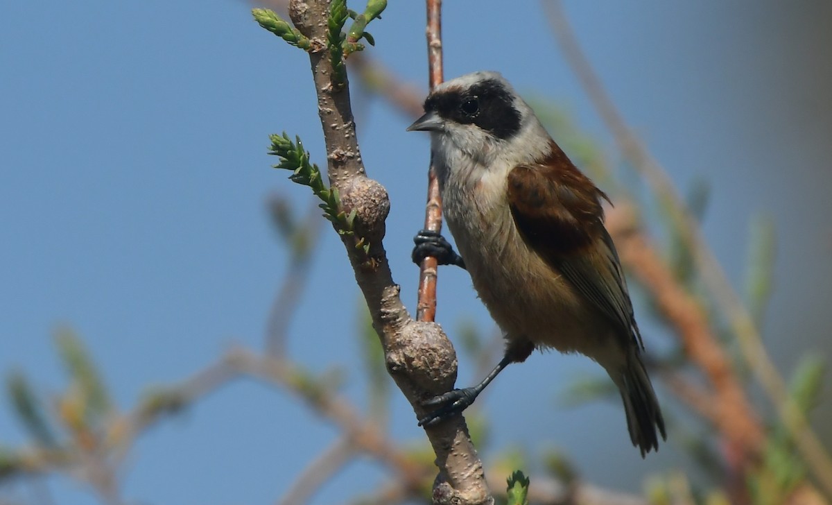 Dilindaria - ML641688074