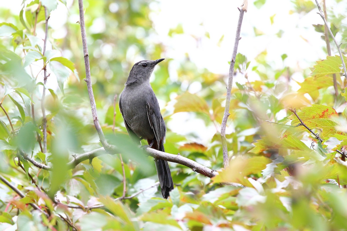 Gray Catbird - ML641688095