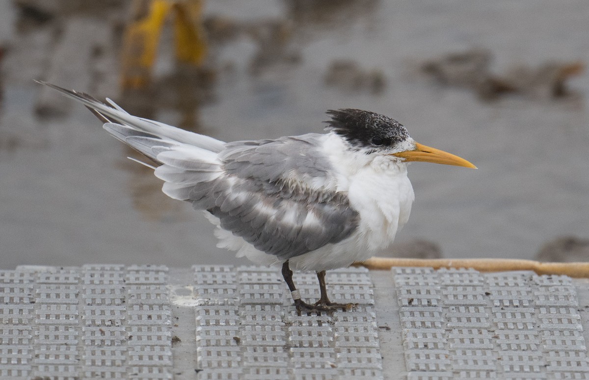 Great Crested Tern - ML641688179