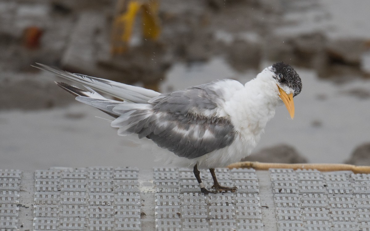 Great Crested Tern - ML641688181