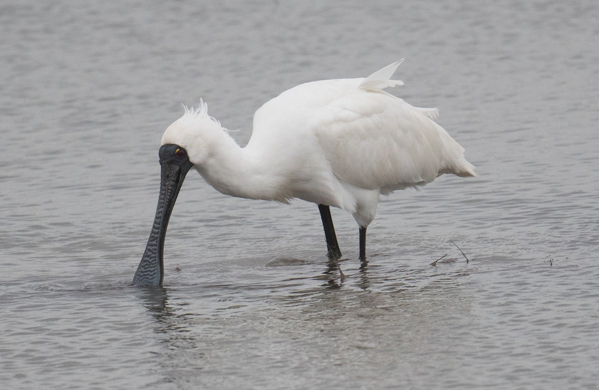 Royal Spoonbill - ML641688188