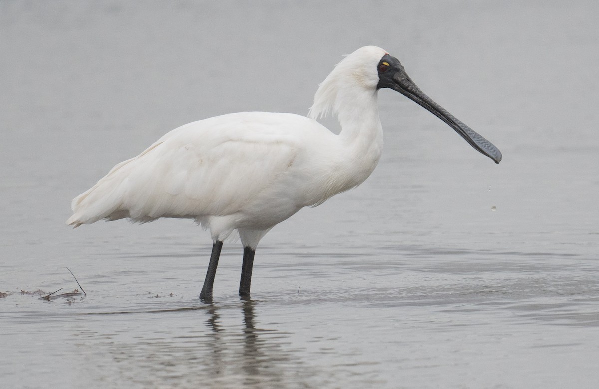 Royal Spoonbill - ML641688194