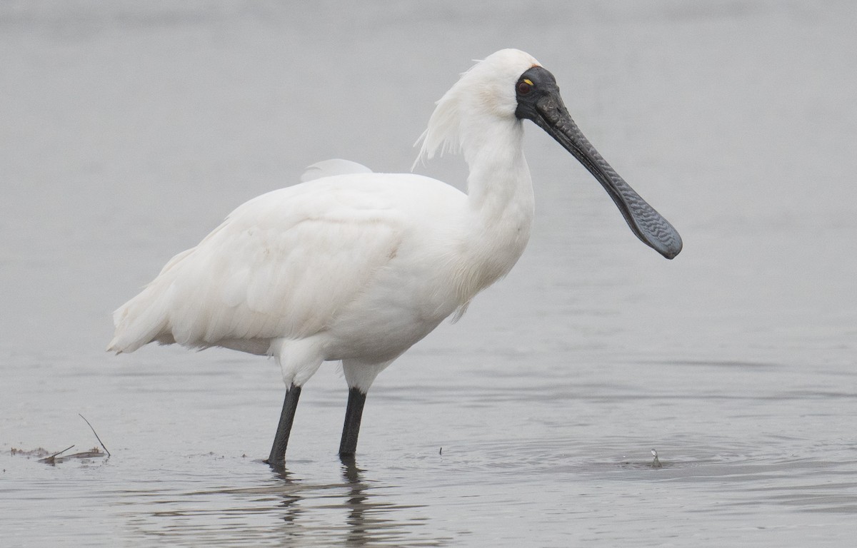 Royal Spoonbill - ML641688195