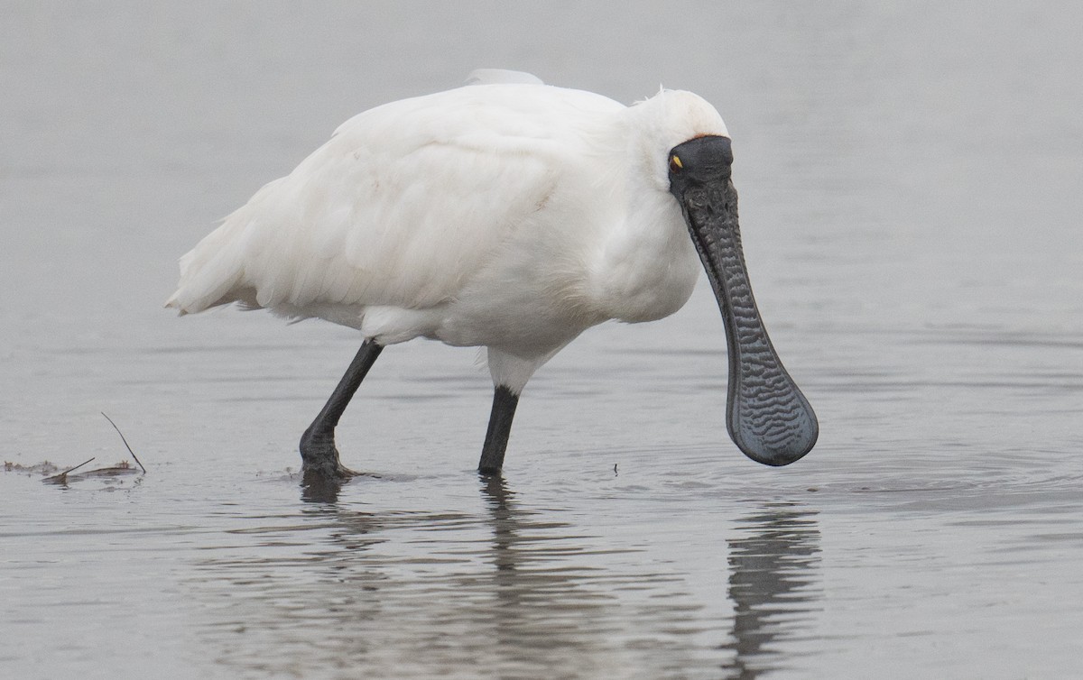 Royal Spoonbill - ML641688201