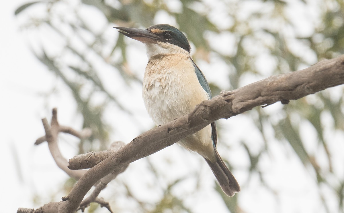 Sacred Kingfisher - ML641688208