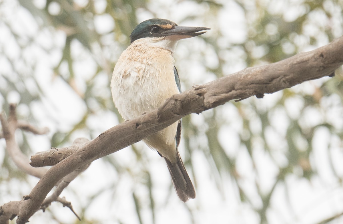 Sacred Kingfisher - ML641688211