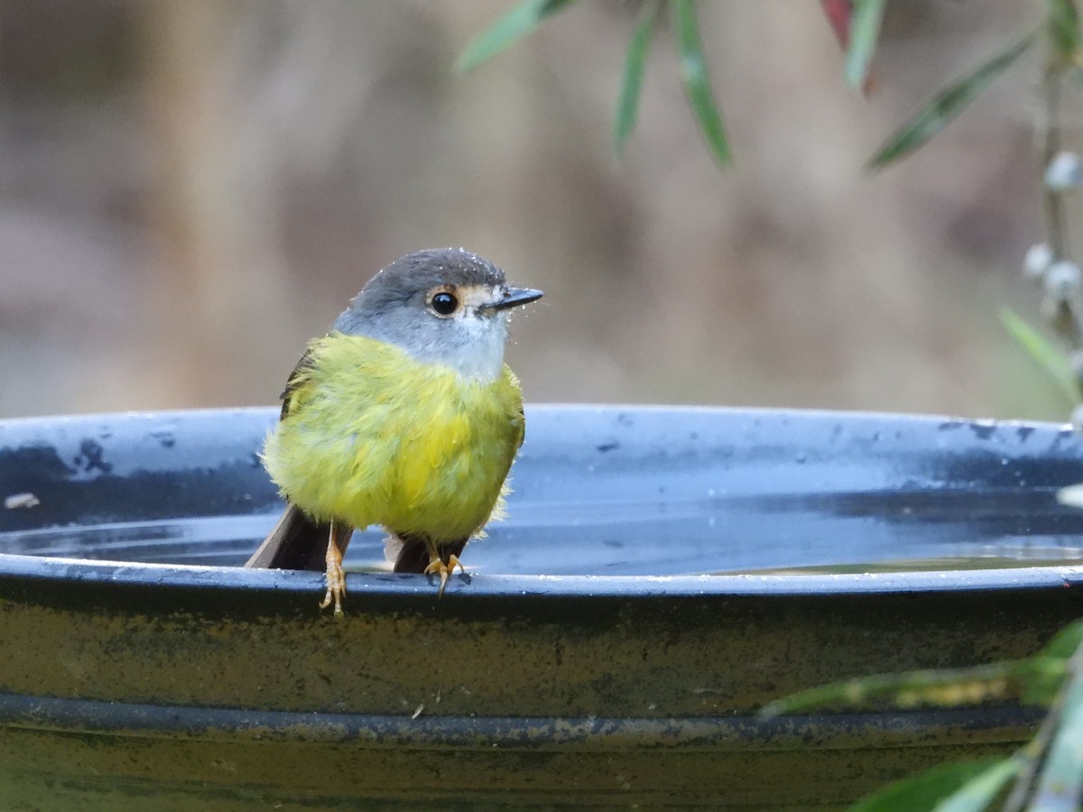 Pale-yellow Robin - ML641688231