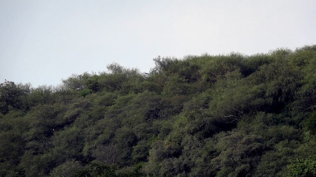 White-eyed Buzzard - ML641688238