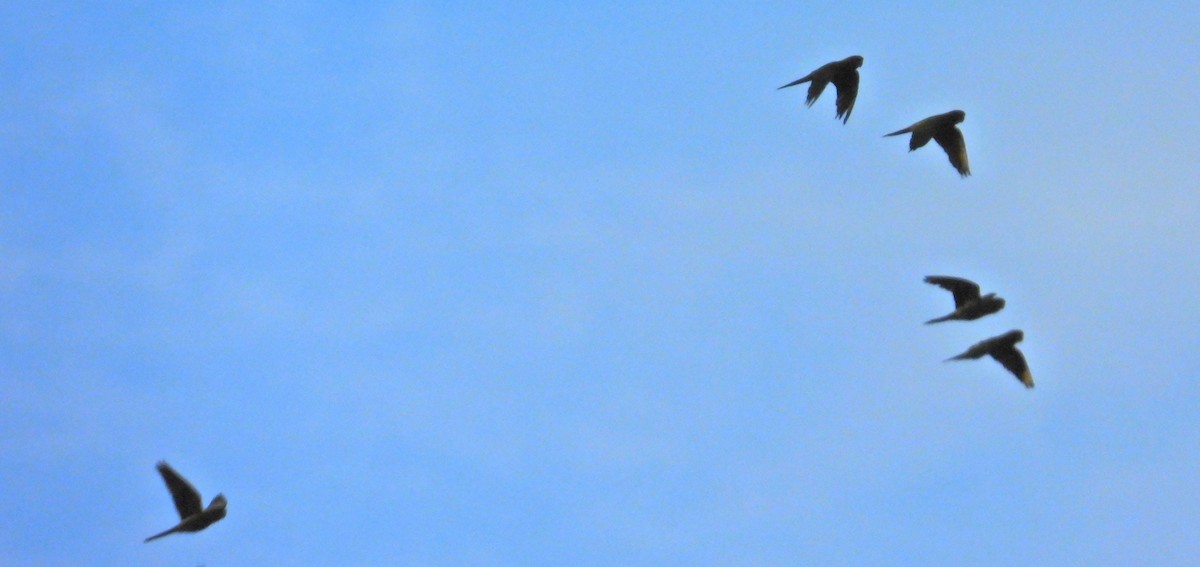 Scarlet-fronted Parakeet - ML641688244