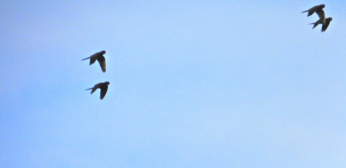 Scarlet-fronted Parakeet - ML641688245