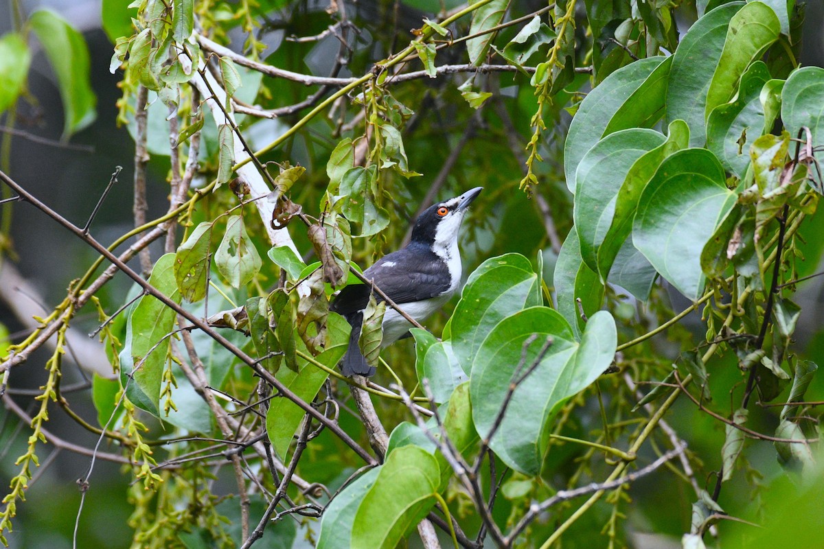 Red-eyed Puffback - ML641688260
