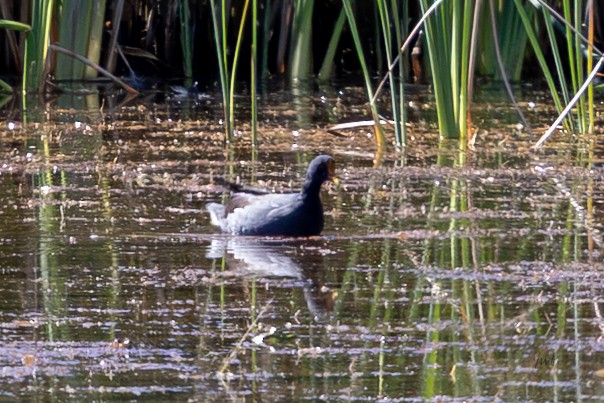 Common Gallinule - ML641688265