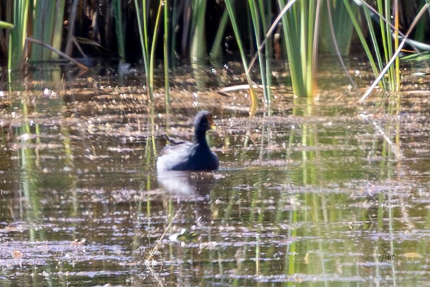 Common Gallinule - ML641688266