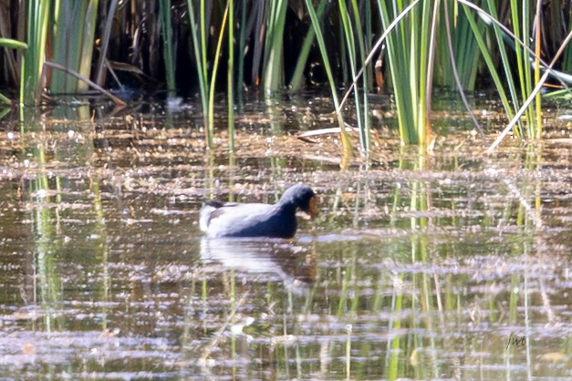 Common Gallinule - ML641688267