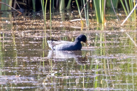 Common Gallinule - ML641688268
