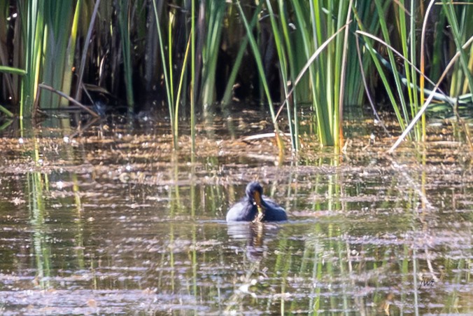 Common Gallinule - ML641688269