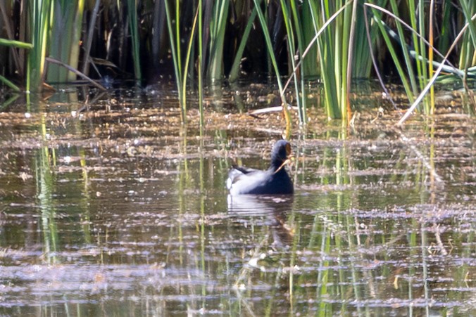 Common Gallinule - ML641688270