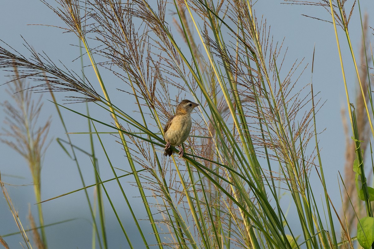 Baya Weaver - ML641688271