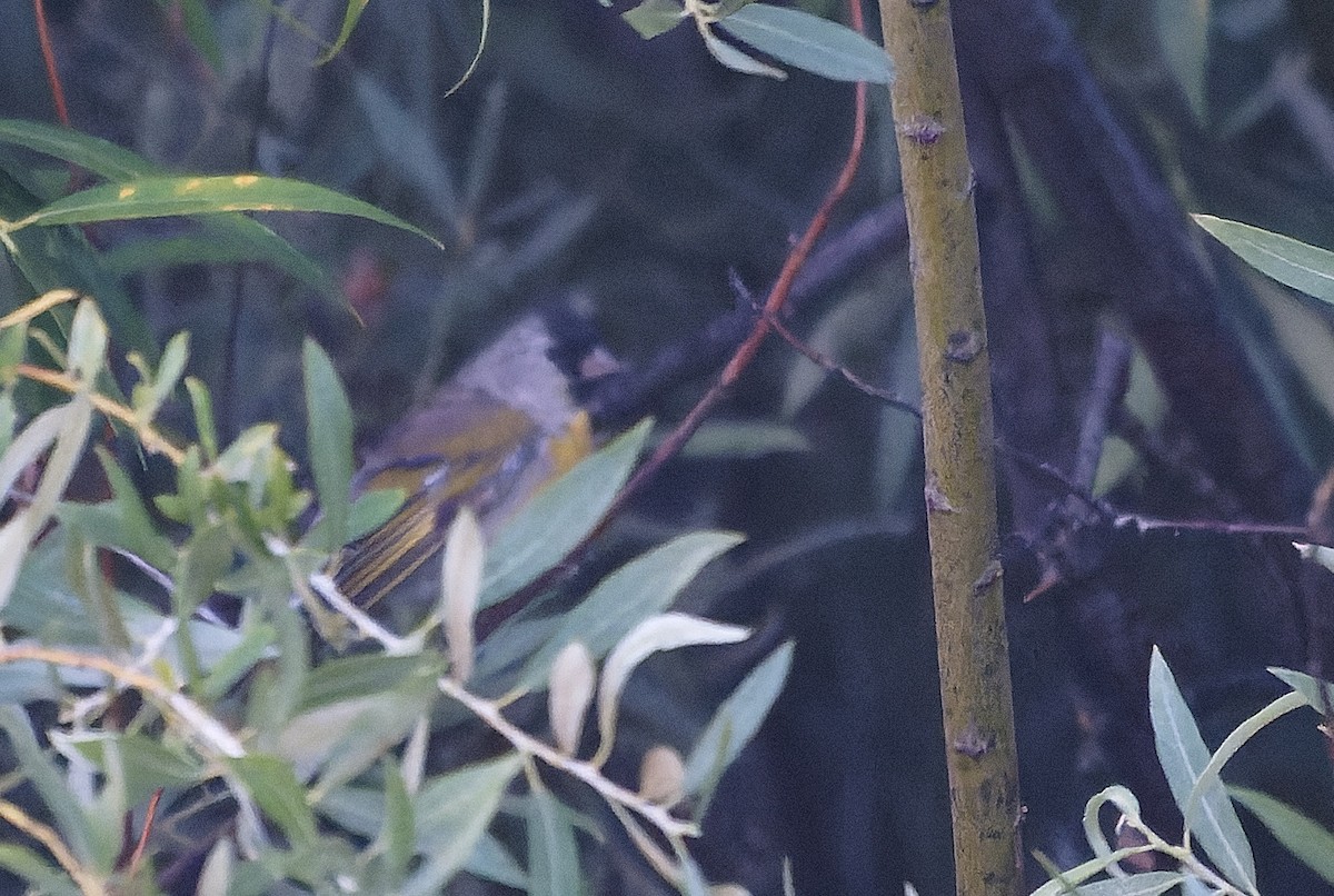 Lawrence's Goldfinch - ML641688286