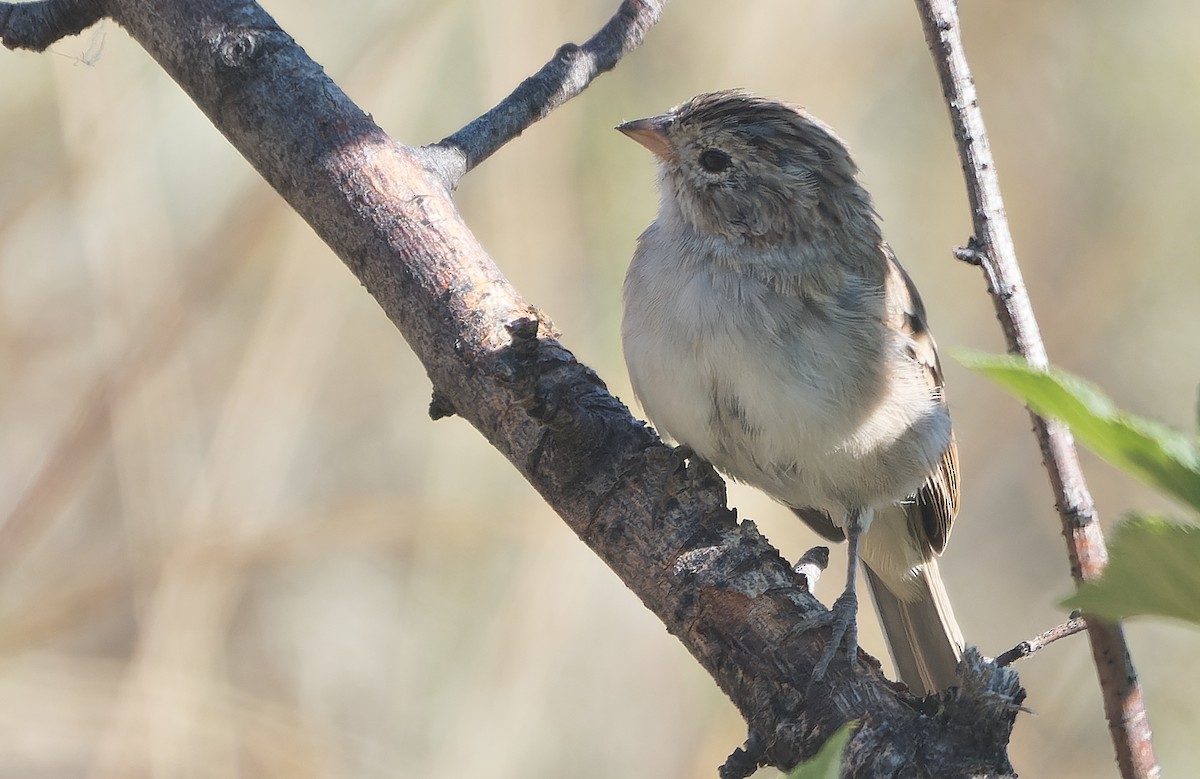 Brewer's Sparrow - ML641688287
