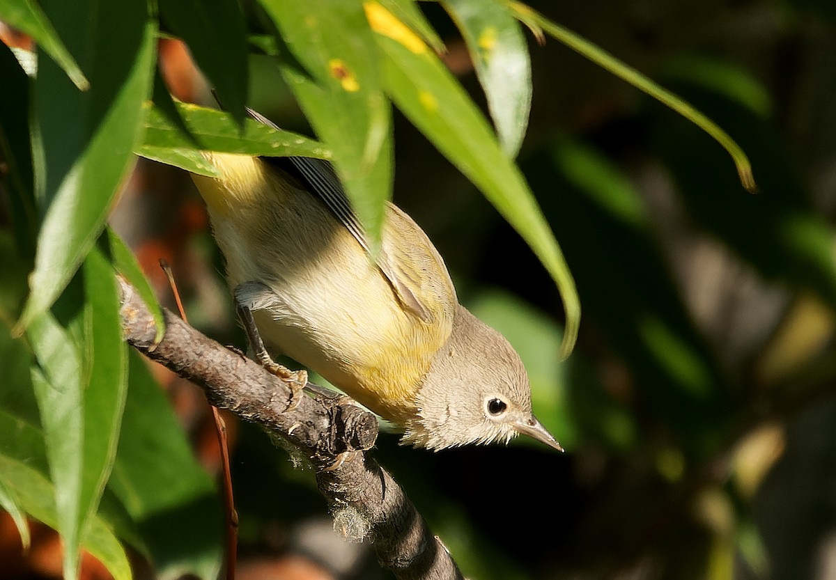 Nashville Warbler - ML641688288