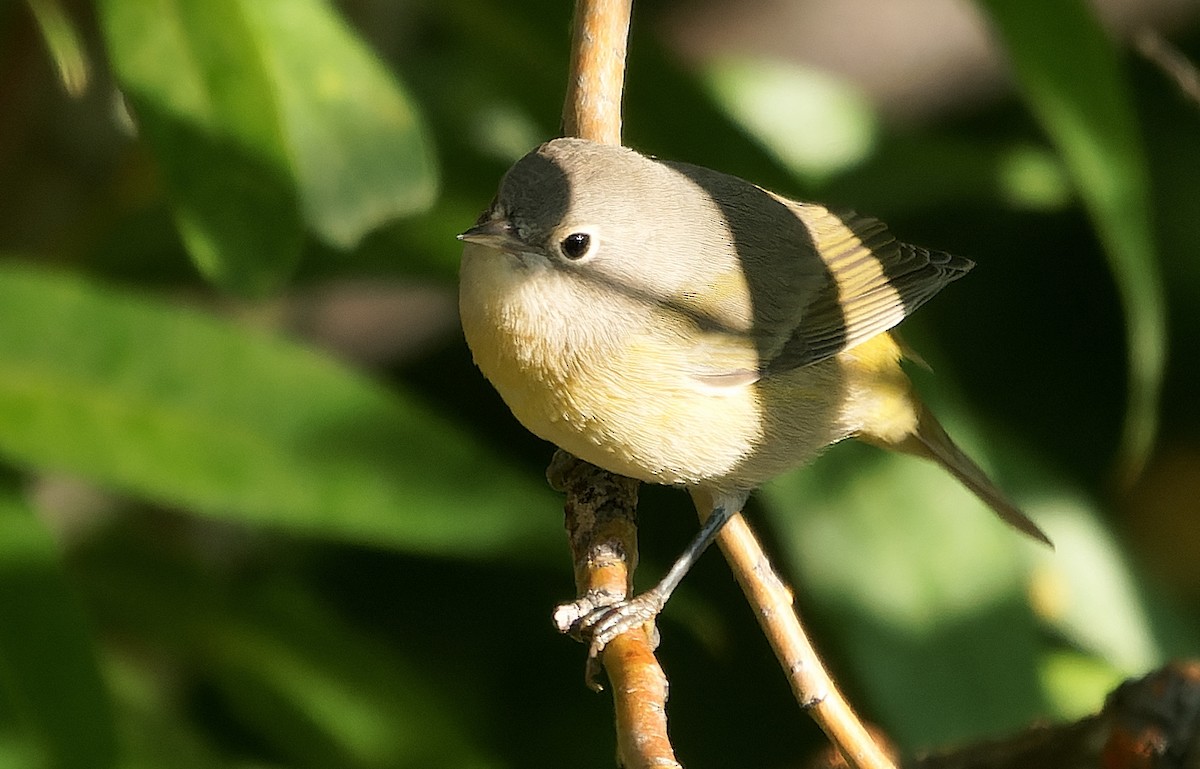 Nashville Warbler - ML641688289