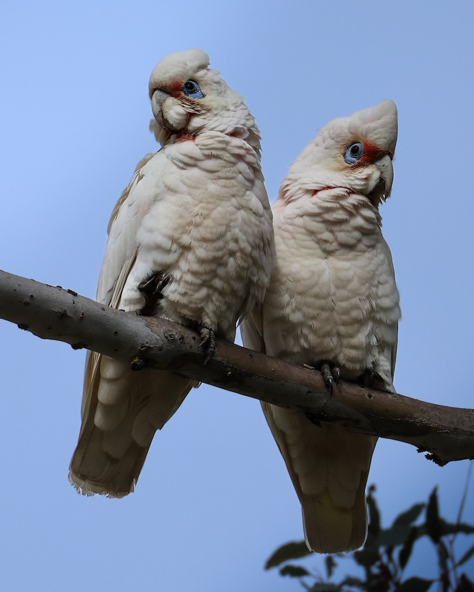 Cacatoès nasique - ML641688301