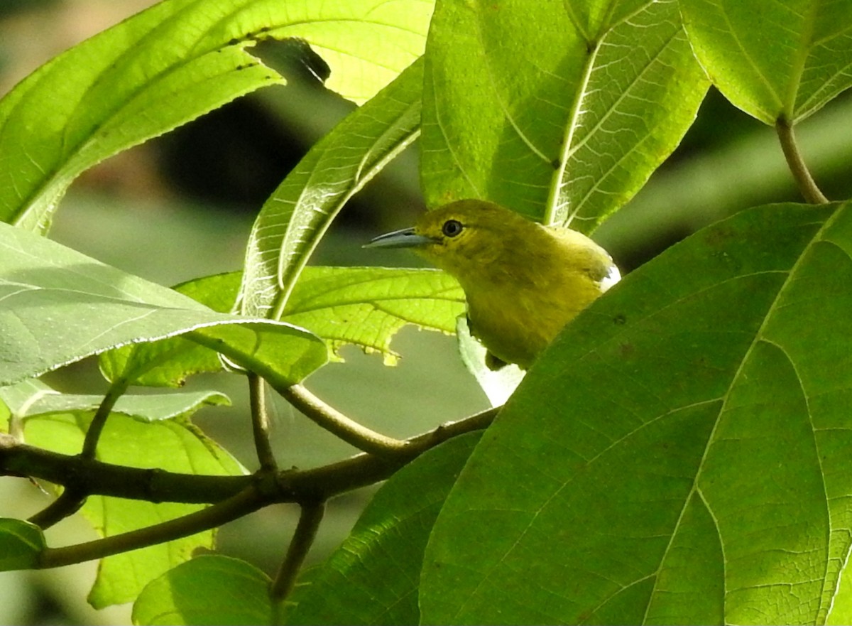 Common Iora - ML641688319