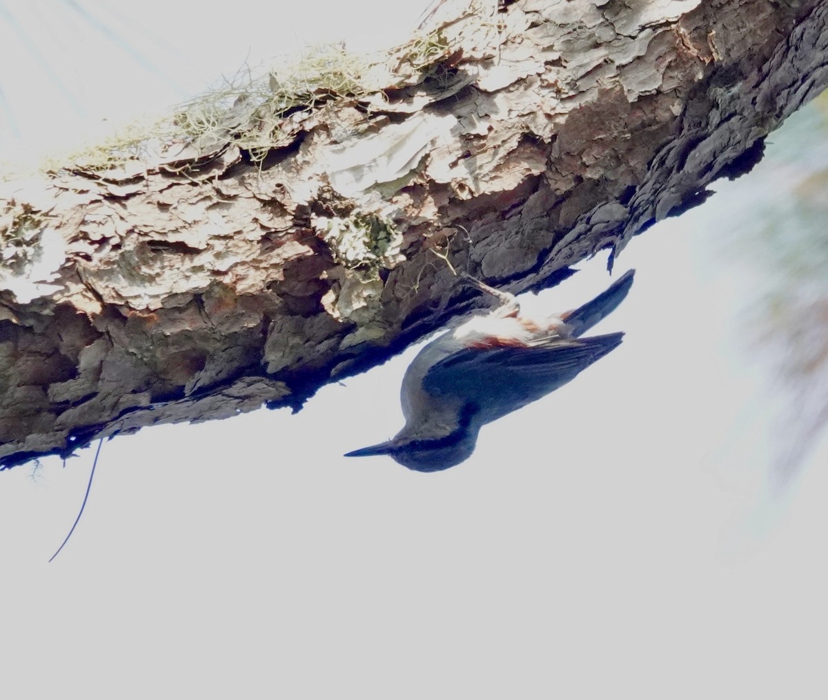 Chestnut-vented Nuthatch - ML641688331