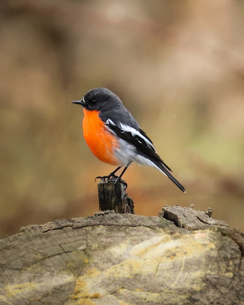 Flame Robin - ML641688334