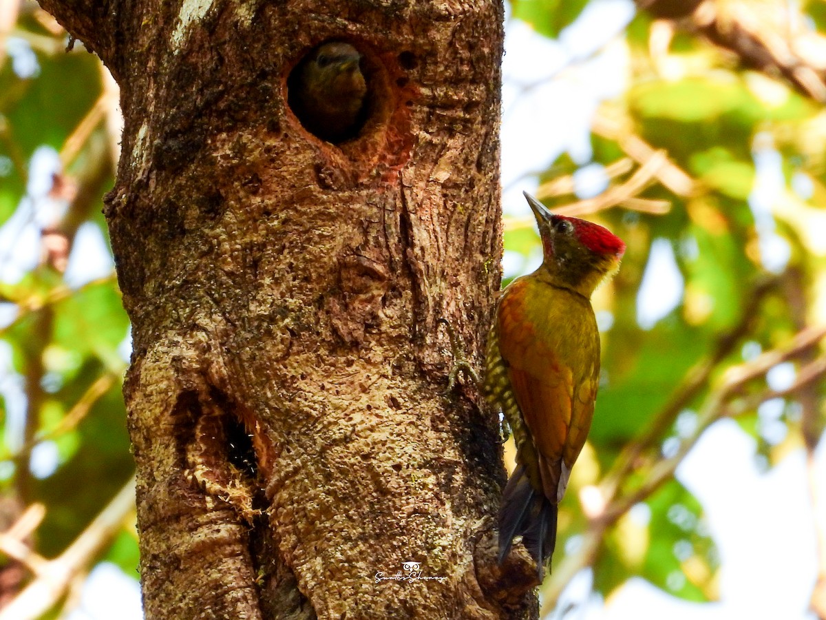 Lesser Yellownape - ML641688380