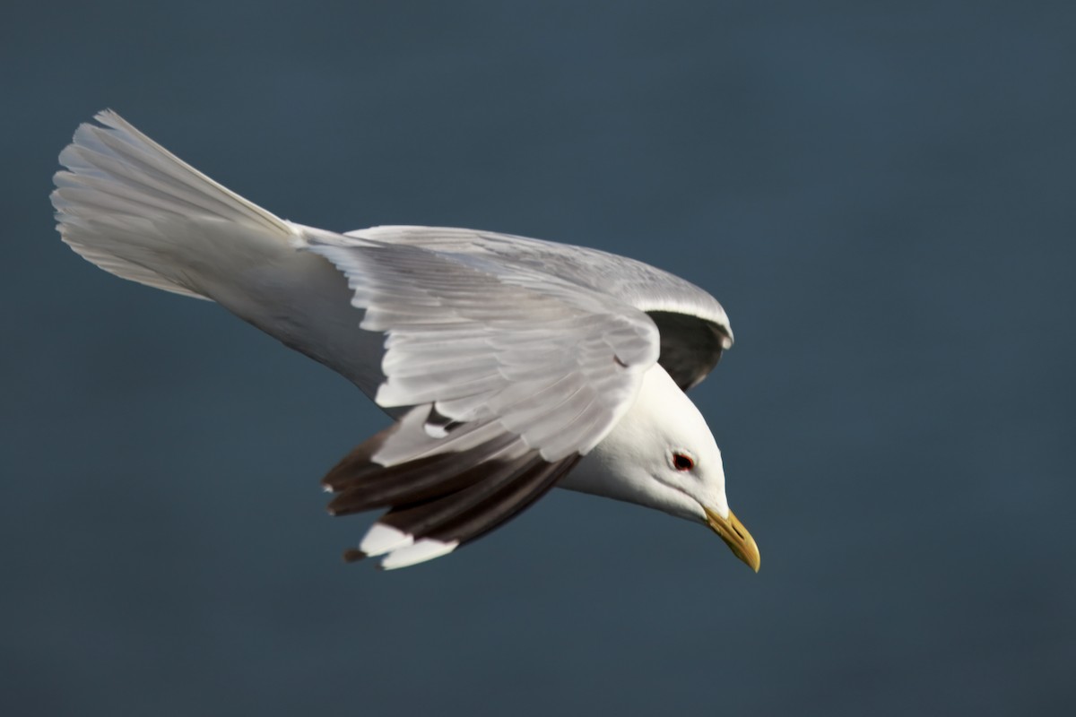Common Gull (European) - ML641688388