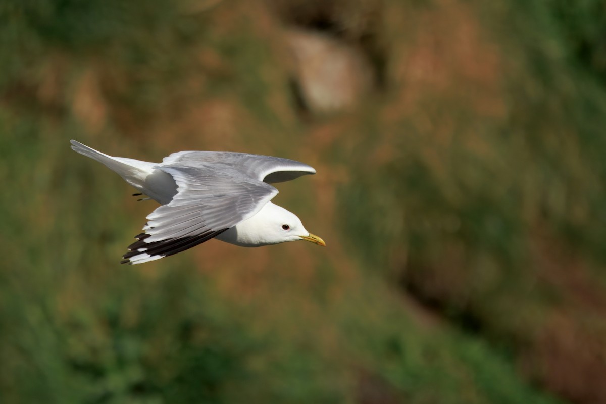 Common Gull (European) - ML641688389