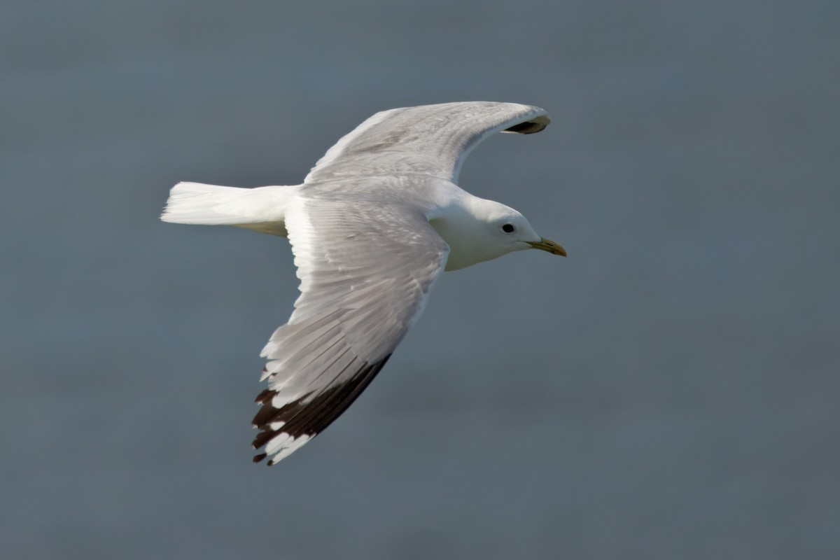 Common Gull (European) - ML641688391