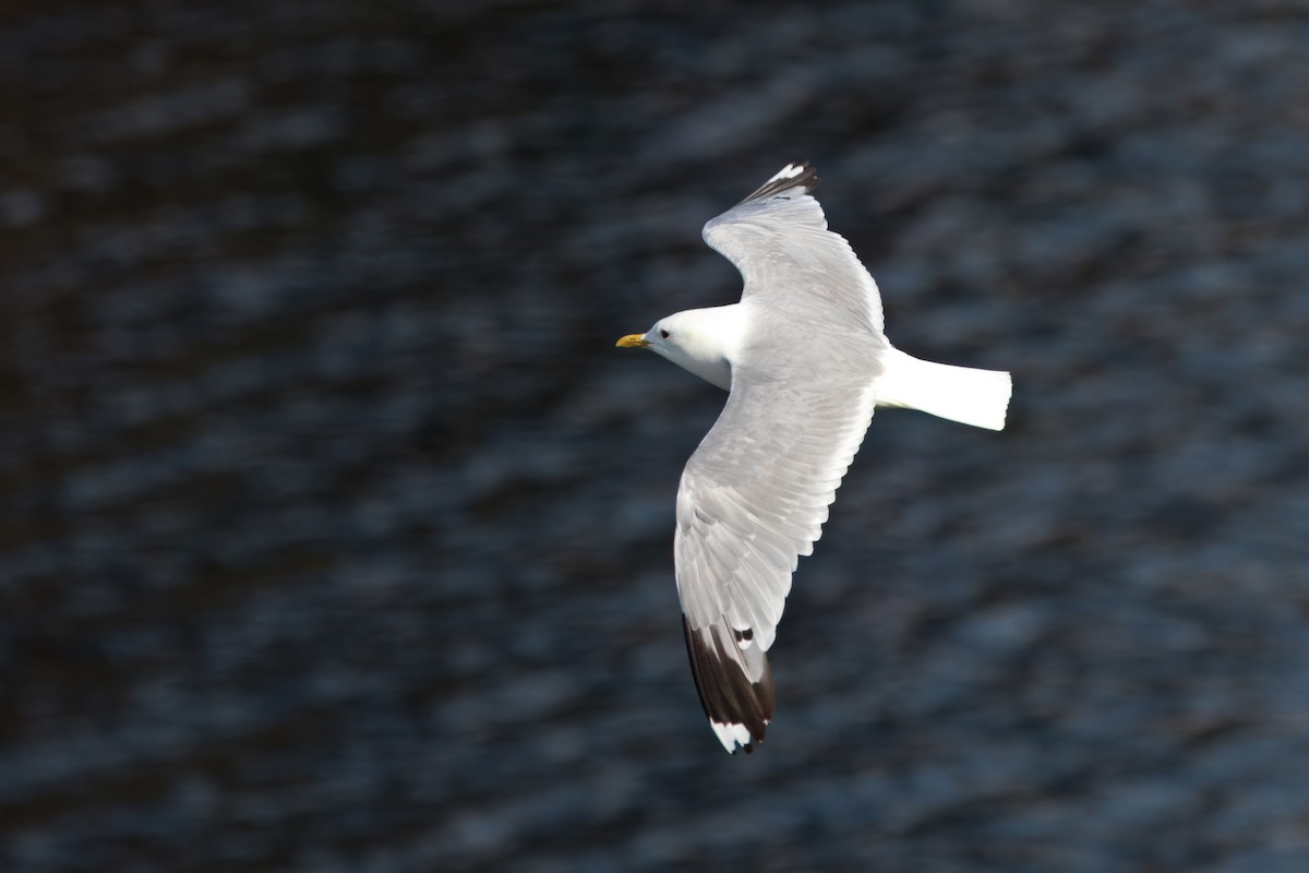 Common Gull (European) - ML641688393