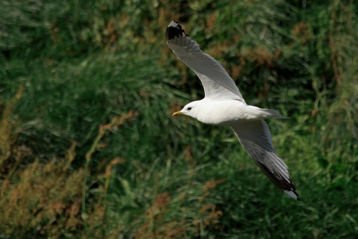 Common Gull (European) - ML641688396