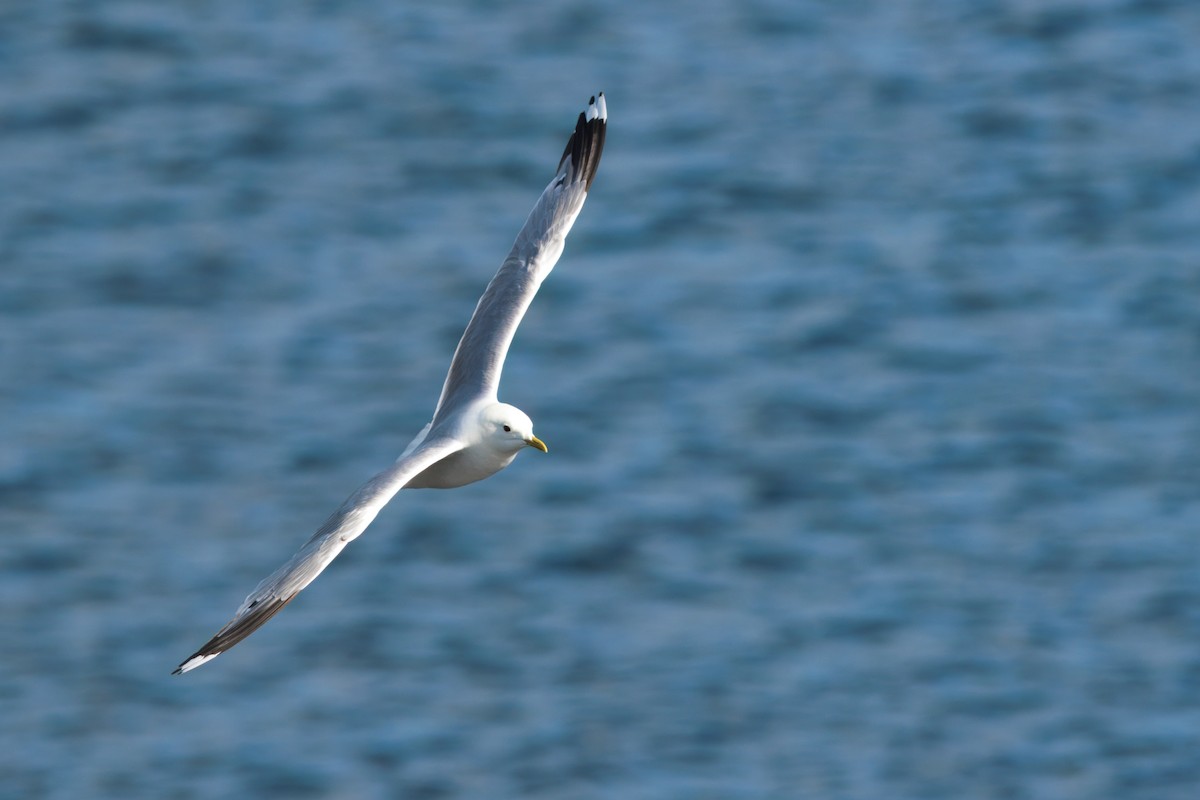 Common Gull (European) - ML641688397