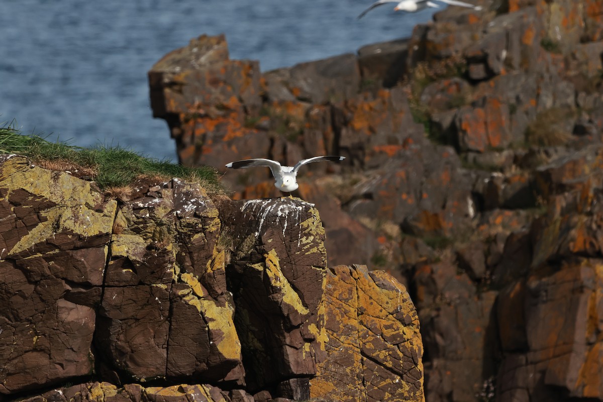 Common Gull (European) - ML641688398