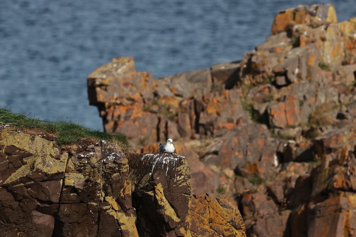 Common Gull (European) - ML641688399
