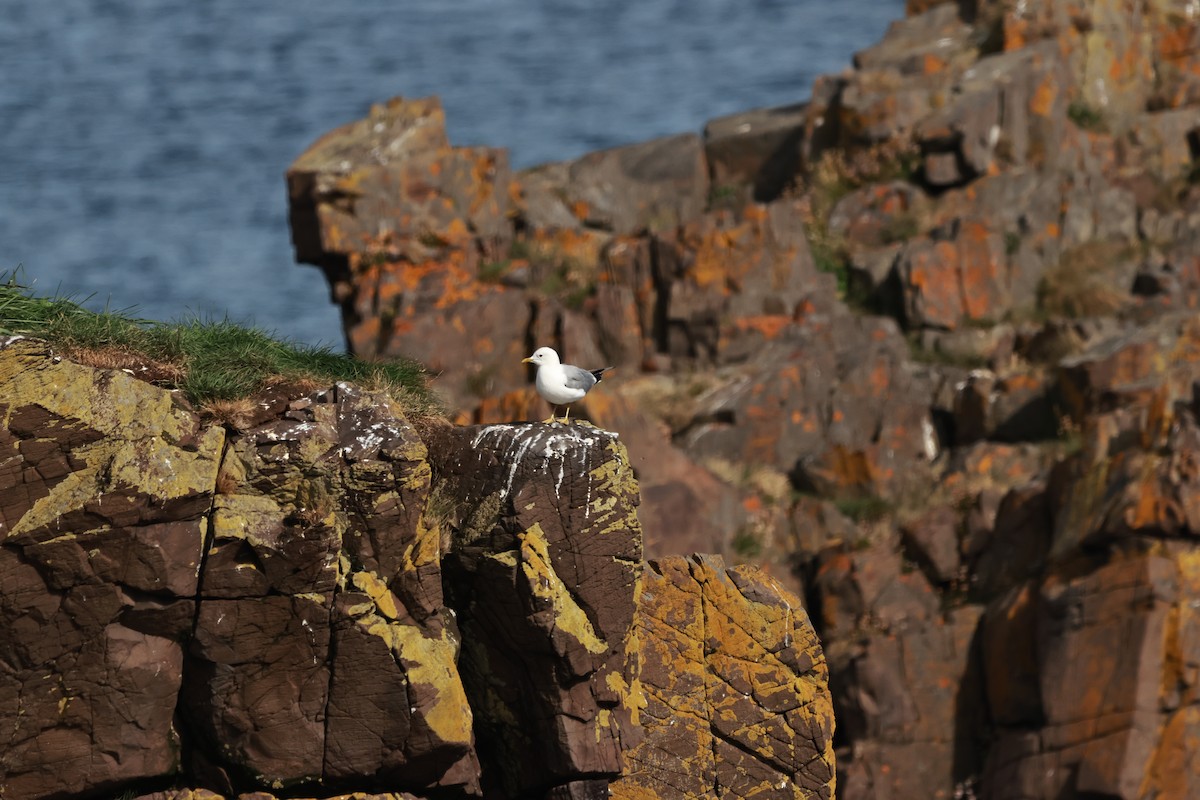 Common Gull (European) - ML641688400