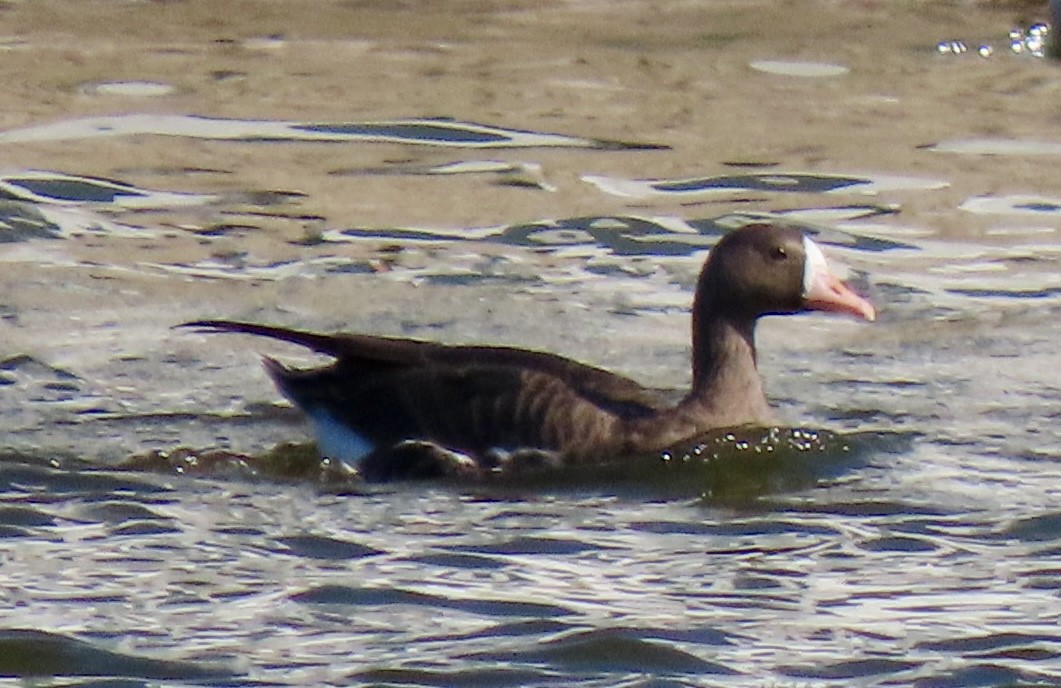 Greater White-fronted Goose - ML641688434