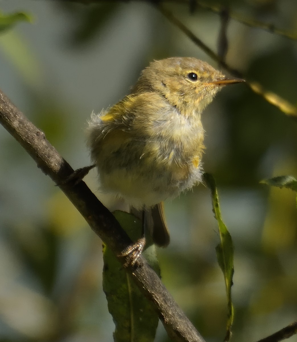 Common Chiffchaff - ML641688441
