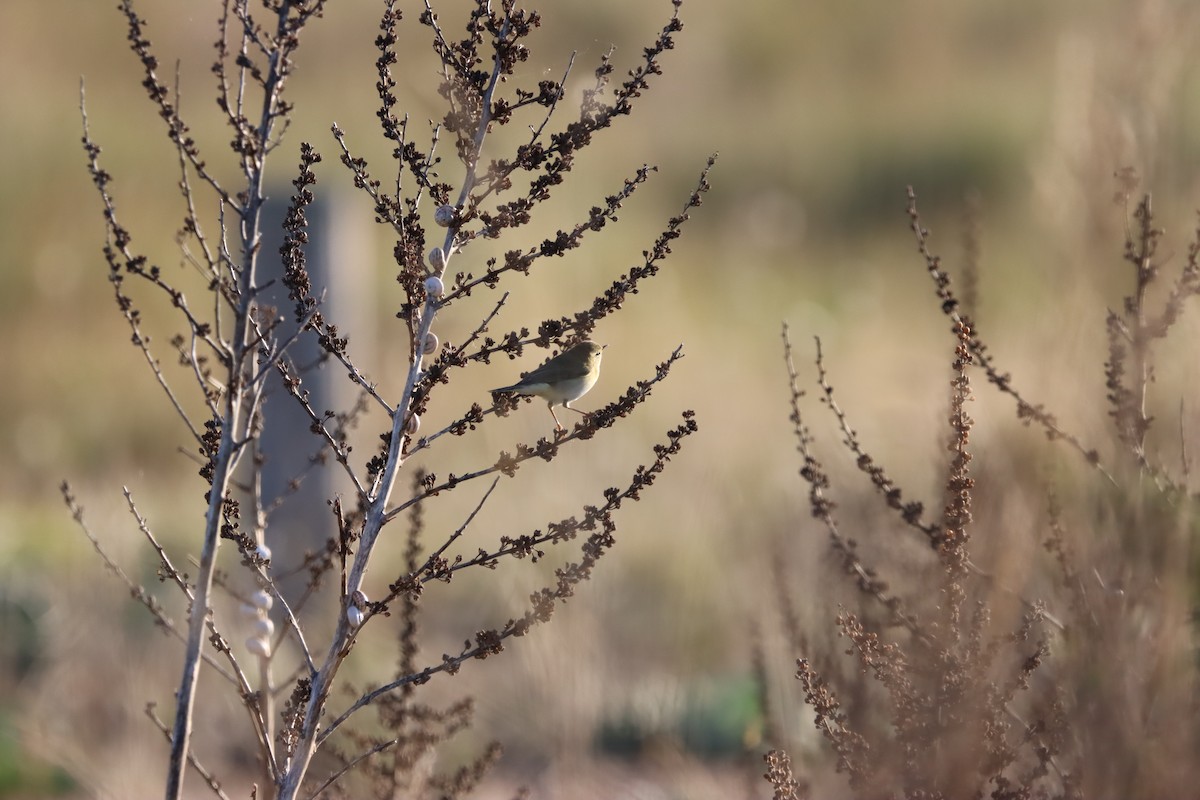 Common Chiffchaff - ML641688507