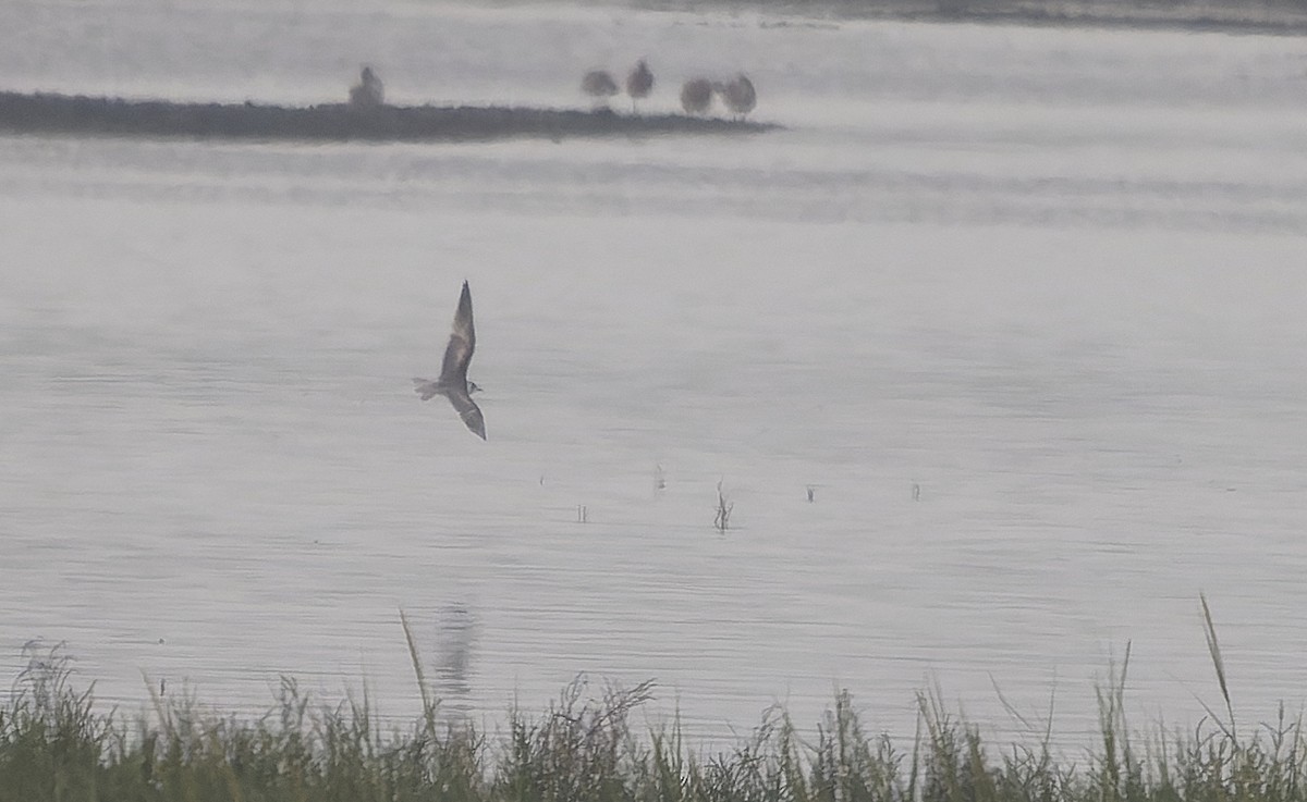 White-winged Tern - ML641688514